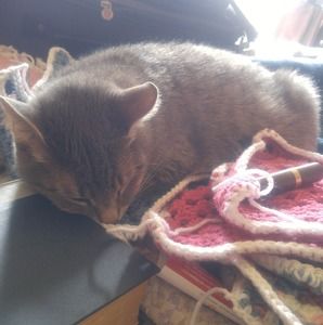 Meet your Posher, Dolly